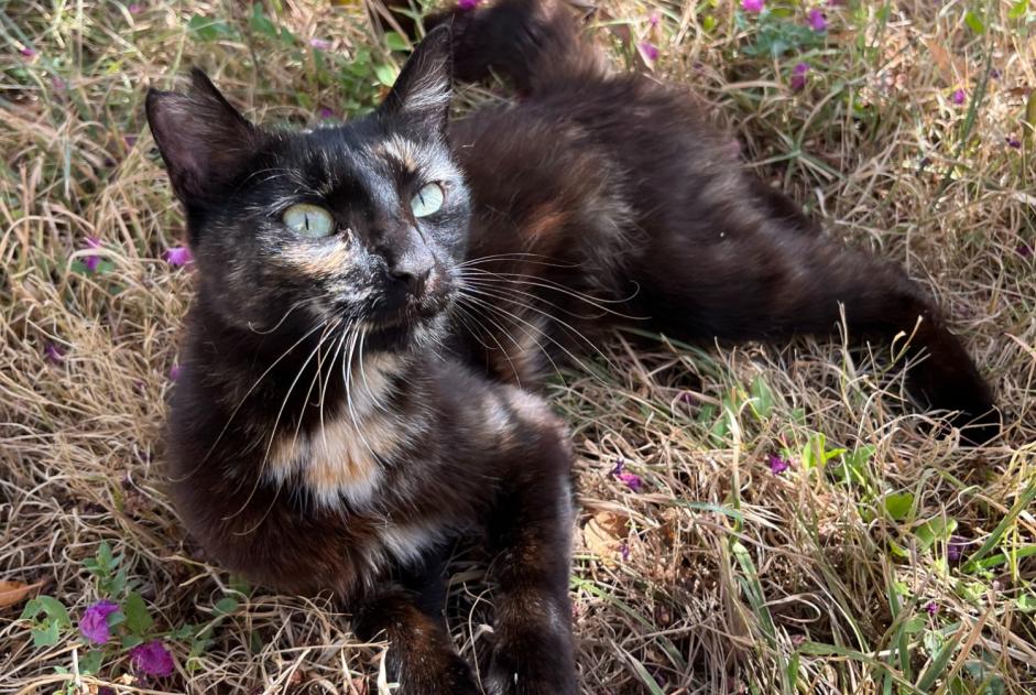 Alerta de Hallazgo Gato Hembra Saint-Aignan Francia