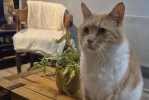 Alerta de Desaparición Gato cruce Macho , 11 años Eringhem Francia