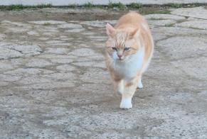 Alerta de Desaparición Gato cruce Macho , 11 años Eringhem Francia