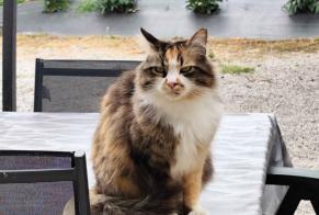 Alerta de Desaparición Gato cruce Hembra , 6 años Revel Francia