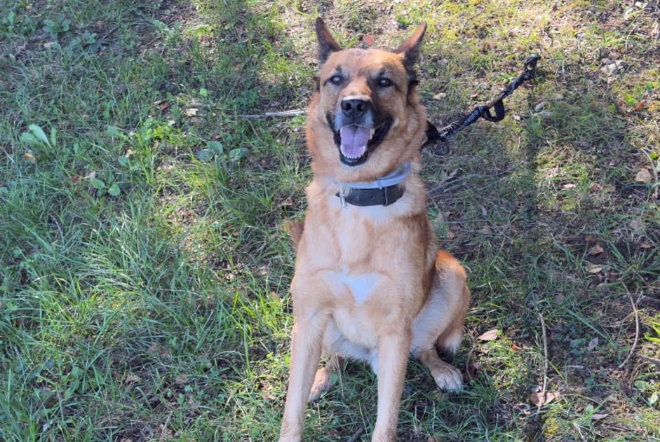 Alerta de Hallazgo Perro Macho Rosnay-l'Hôpital Francia