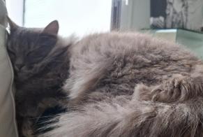Alerta de Desaparición Gato Hembra , 3 años Les Sables-d'Olonne Francia