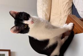 Alerta de Desaparición Gato Hembra , 0 años Villeurbanne Francia