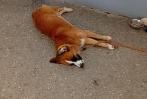 Alerta de Hallazgo Perro Desconocido Nice Francia