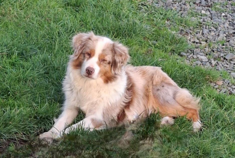 Alerta de Desaparición Perro  Hembra , 6 años Amboise Francia