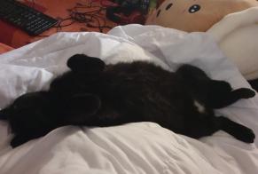 Alerta de Desaparición Gato Macho , 12 años Le Bourget-du-Lac Francia