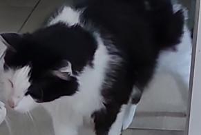 Alerta de Desaparición Gato  Macho , 4 años Maves Francia