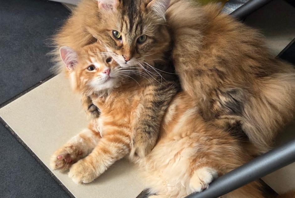 Alerta de Desaparición Gato  Macho , 0 años Lunéville Francia