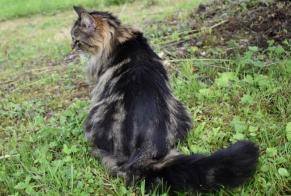 Alerta de Desaparición Gato  Hembra , 5 años Novalaise Francia