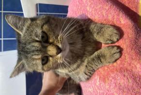Alerta de Hallazgo Gato Hembra , 1 año La Chapelle-Neuve Francia