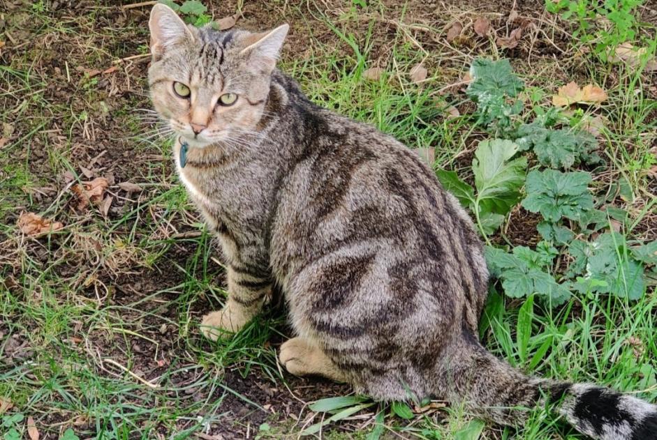 Alerta de Desaparición Gato Macho , 2 años Chevilly-Larue Francia