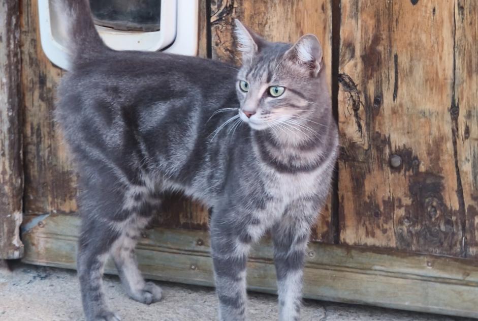 Alerta de Hallazgo Gato Desconocido Peyrilles Francia