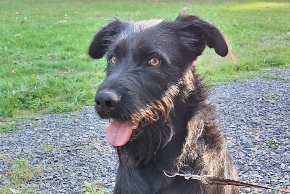 Alerta de Hallazgo Perro Macho Valdallière Francia