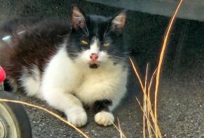 Alerta de Hallazgo Gato cruce Desconocido Méry-sur-Oise Francia