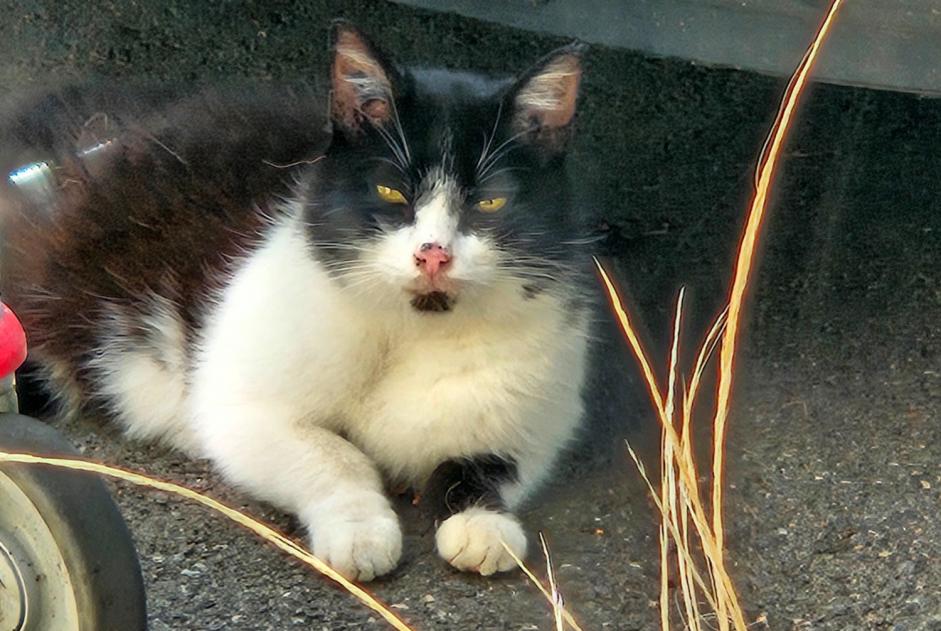 Alerta de Hallazgo Gato cruce Desconocido Méry-sur-Oise Francia