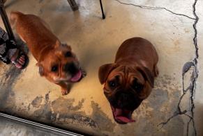 Alerta de Hallazgo Perro cruce Desconocido Bulgnéville Francia
