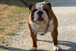 Alerta de Desaparición Perro Macho, 1 años Breuilpont Francia