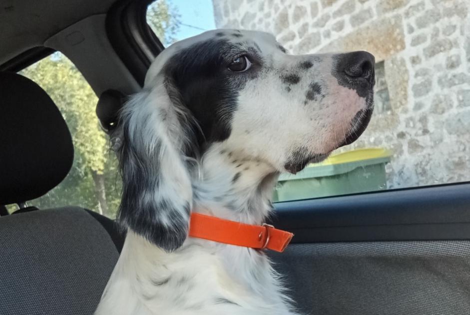 Alerta de Hallazgo Perro  Hembra Compreignac Francia
