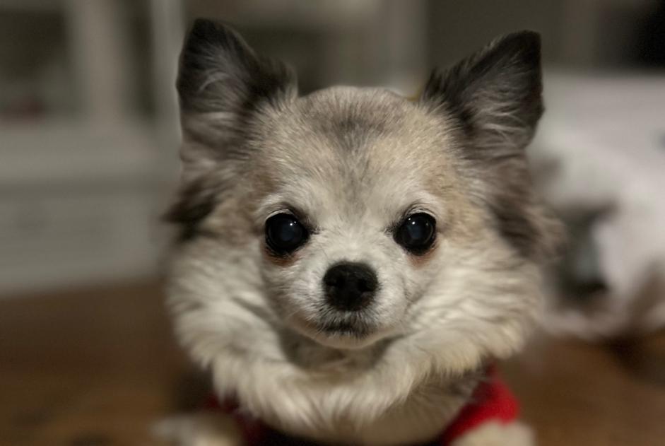 Alerta de Desaparición Perro  Hembra , 13 años Montreuil-le-Gast Francia