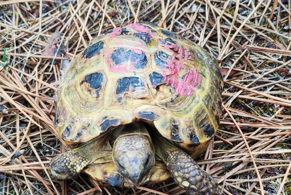 Alerta de Hallazgo Tortuga Desconocido Le Porge Francia