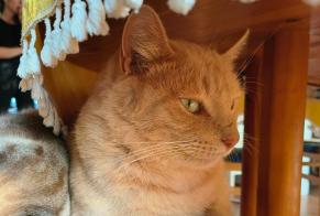 Alerta de Desaparición Gato Macho, 4 años Guérande Francia