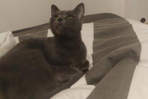 Alerta de Hallazgo Gato Desconocido, 1 año Chamalières Francia