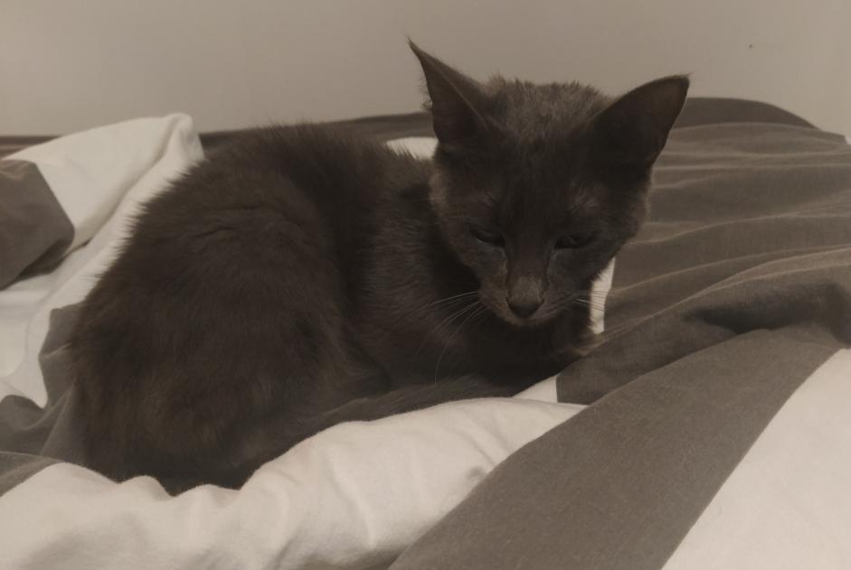 Alerta de Hallazgo Gato Desconocido , 1 año Chamalières Francia