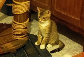 Alerta de Desaparición Gato cruce Hembra, 0 años Sainte-Agnès Francia