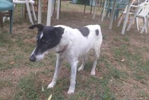 Alerta de Desaparición Perro Macho, 14 años Aytré Francia