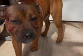Alerta de Hallazgo Perro Hembra Saint-Blaise Francia