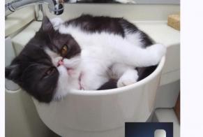 Alerta de Desaparición Gato Macho, 7 años Balaruc-les-Bains Francia