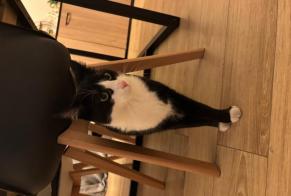 Alerta de Desaparición Gato Hembra, 3 años Bécordel-Bécourt Francia