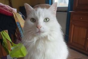 Alerta de Desaparición Gato cruce Hembra, 11 años Mauves Francia