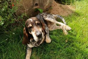 Alerta de Hallazgo Perro cruce Hembra Campagnolles Francia