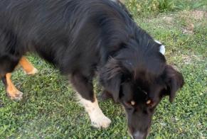 Alerta de Hallazgo Perro cruce Desconocido Argelès-sur-Mer Francia