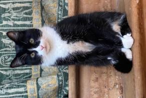 Alerta de Desaparición Gato Macho, 1 años Bondy Francia