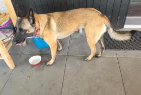 Alerta de Hallazgo Perro Desconocido La Roche-sur-Foron Francia