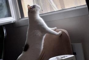 Alerta de Desaparición Gato Hembra, 8 años Amiens Francia