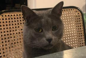 Alerta de Desaparición Gato Macho, 10 años Bordeaux Francia