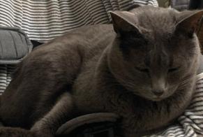 Alerta de Desaparición Gato Macho, 10 años Bordeaux Francia