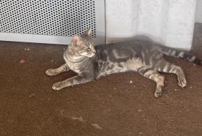 Alerta de Hallazgo Gato Macho Saint-Étienne Francia