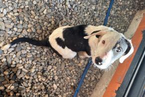 Alerta de Hallazgo Perro Hembra Launac Francia