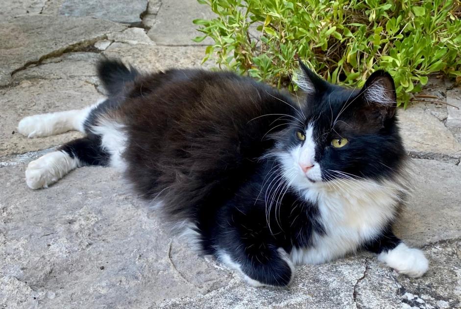 Alerta de Hallazgo Gato Desconocido Nîmes Francia