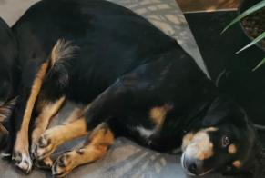 Alerta de Desaparición Perro cruce Hembra, 14 años Lonnes Francia