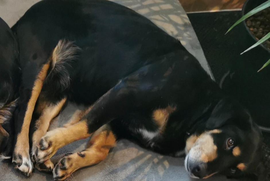 Alerta de Desaparición Perro cruce Hembra , 14 años Lonnes Francia