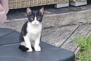 Alerta de Hallazgo Gato Macho Bassussarry Francia
