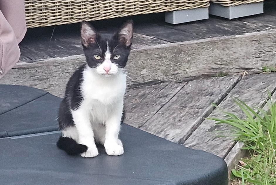 Alerta de Hallazgo Gato Macho Bassussarry Francia