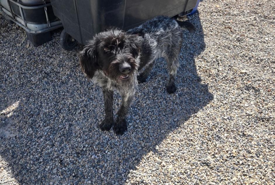 Alerta de Hallazgo Perro Hembra Bédarrides Francia