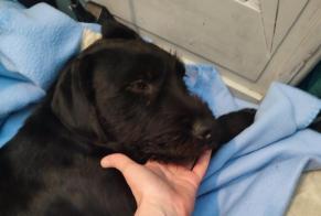 Alerta de Hallazgo Perro cruce Macho, Entre 9 y 12 meses Caux Francia