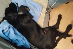 Alerta de Hallazgo Perro cruce Macho, Entre 9 y 12 meses Caux Francia